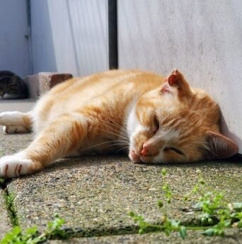 Agus liggend aangepast 2026