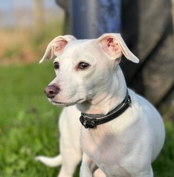 Dobby | Kruising Teckel/Chihuahua | Reu