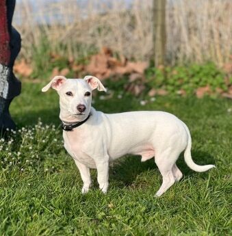 Dobby | Kruising Teckel/Chihuahua | Reu