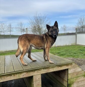 Kyara | Mechelse herder | Teef