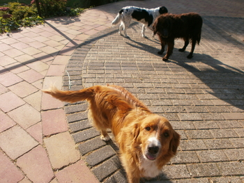 Scott bij zijn nieuwe baasjes 5