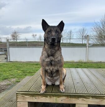 Sheru | Mechelse herder | Teef