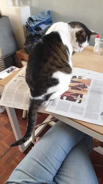 Freddie bij nieuwe baasjes