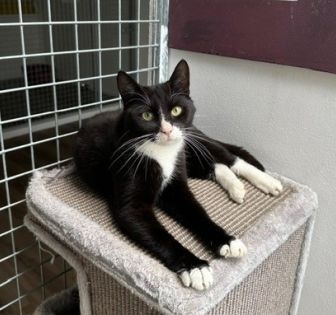 Knabbel.liggend aangepast