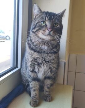 Maki | kater | Europese korthaar