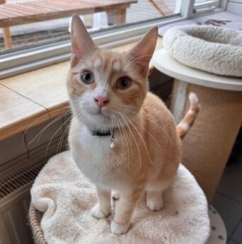 Max.zittend aangepast