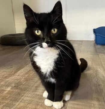 Sonja - poes - Europese korthaar