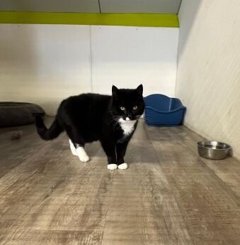 Sonja - poes - Europese korthaar