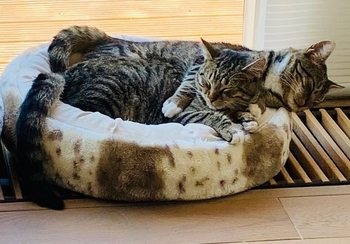 Zack en Cloud nieuw website 1