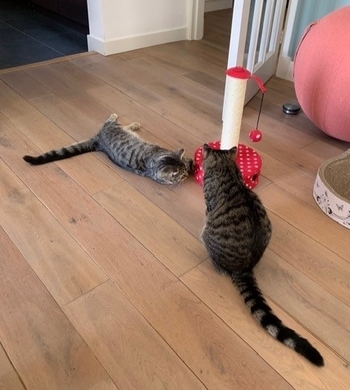 Zack en Cloud nieuw website 2