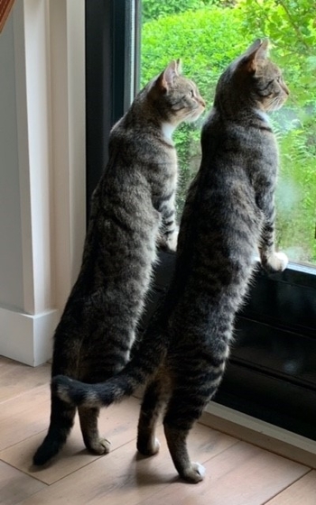 Zack en Cloud nieuw website 3