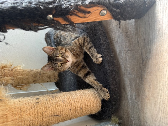 Bagheera 2024 0602020