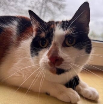 Bella.kopje aangepast 102025