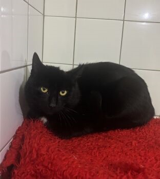 Blacky lijf aangepast 20251234