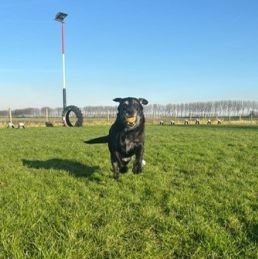 Bo.aankomen.rennen.met.bal.in.bek aangepast 2025