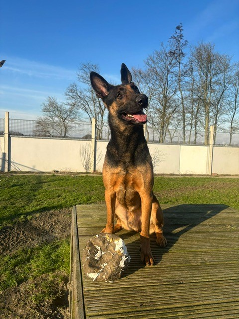 Bowie zittend met bal