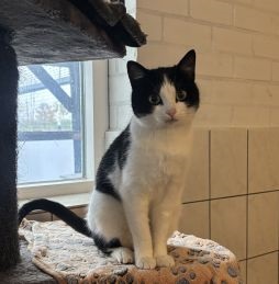 CINDY.LIJF aangepast 23 