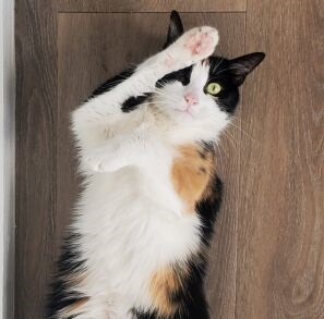 Cloe.ligend.op.rug.met.1.poot.voor.haar.oog aangepast