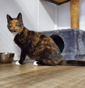 Coco.schildpad.poes.veel.rood.op.kopje aangepast