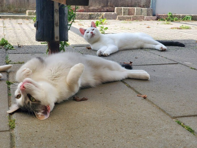 fus en jacob liggend samen