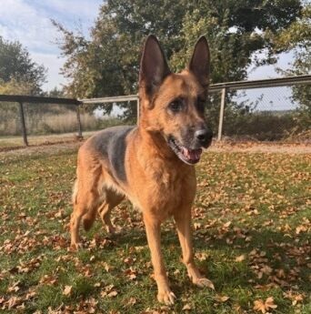 gaia staand aangepast op rezigee