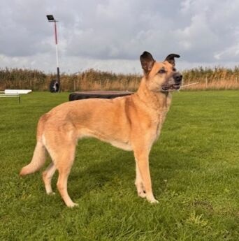 joey.staand.1 aangpeast