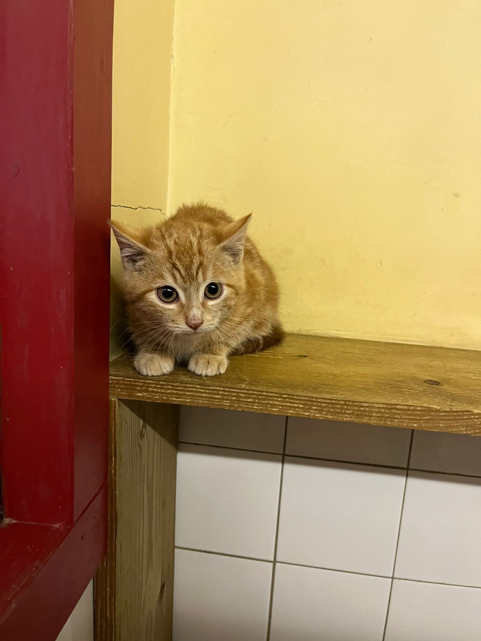 kitten rood 1