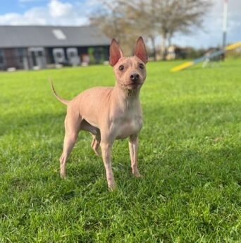 staand.rechts aangepast